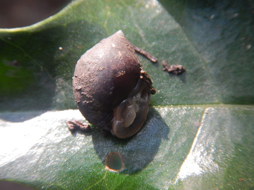 Pythia plicata observed 2016-01-12