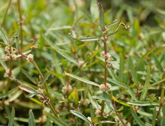 Alternanthera nahui