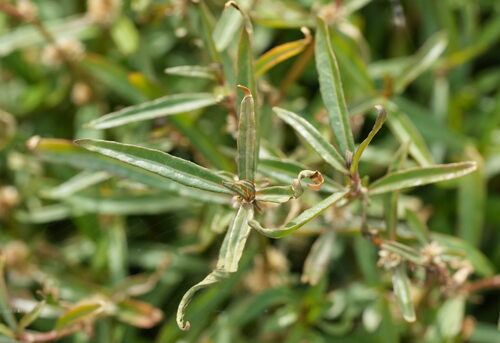 Alternanthera nahui, photograph 1