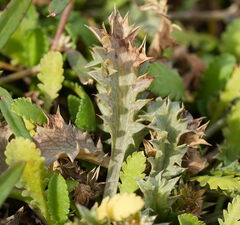 Eryngium vesiculosum, photograph (c) William Harland, some rights reserved (CC BY)
