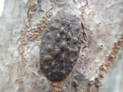 Onchidioidea