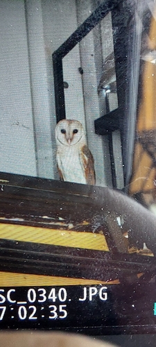 Eastern Barn Owl