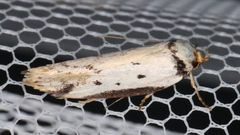 Philobota thiocrossa