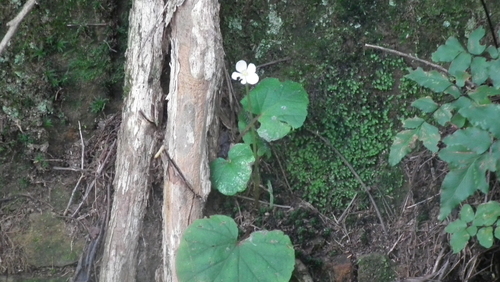 Image of Begonia geranioides by (c) Shaun Swanepoel, some rights reserved (CC BY)