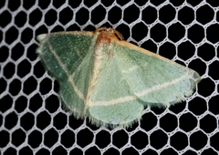 Mixocera latilineata