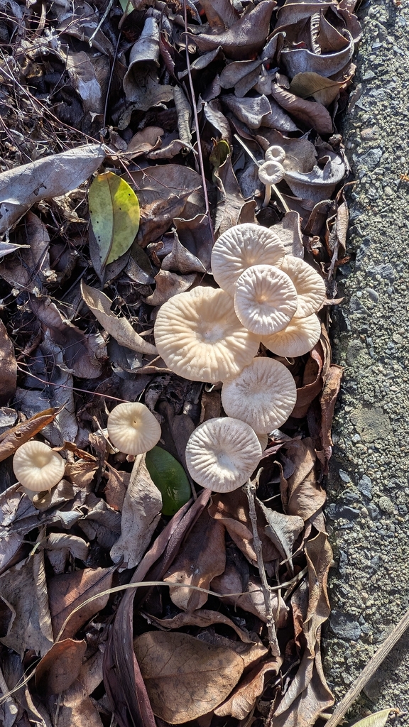 Collybia kurara · May 2026 · photo: © a_teitzel (iNaturalist, cc-by)