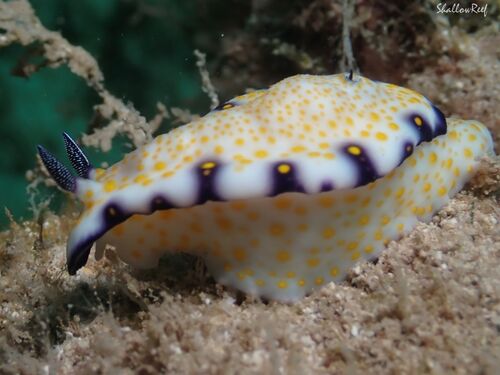 Hypselodoris imperialis observed 2026-04-24