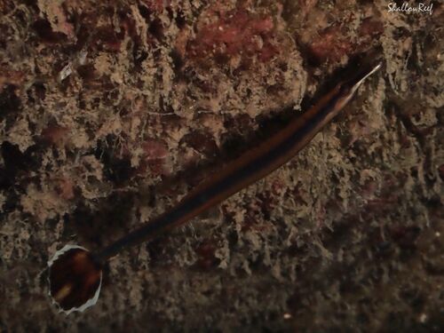 Doryrhamphus excisus observed 2026-04-24