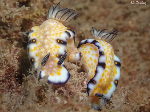 Hypselodoris imperialis observed 2026-04-25