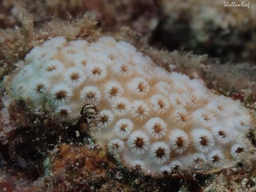 Cyphastrea ocellina observed 2026-04-25