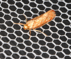 Crepidosceles chryserythra