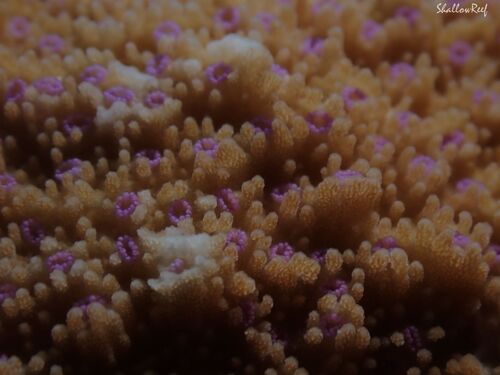 Montipora patula observed 2026-04-25