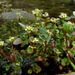 Iceland-Purslane - Photo (c) Pyak Andrei, some rights reserved (CC BY-NC), uploaded by Pyak Andrei
