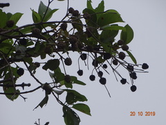 Mitragyna parvifolia