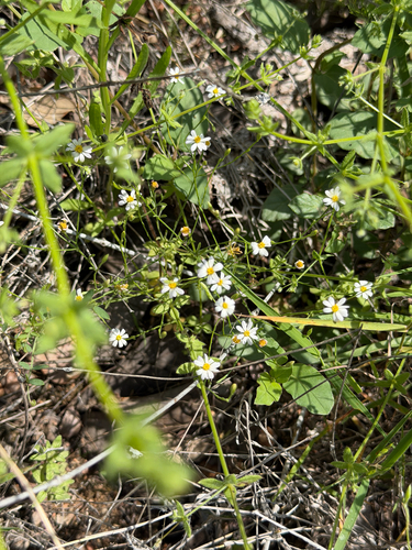 Chaetopappa asteroides, photograph 5