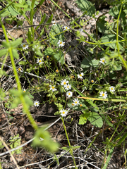 (c) IDClaire, some rights reserved (CC BY) Chaetopappa asteroides, photograph (c) IDClaire, some rights reserved (CC BY)