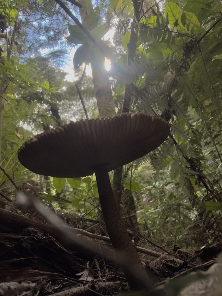 Amanita pekeoides · May 2026 · photo: © shaun-lee (iNaturalist, cc-by)