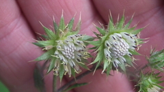 Berkheya bipinnatifida bipinnatifida