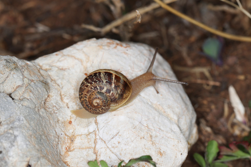 Cornu aspersum