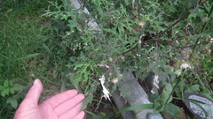 Berkheya bipinnatifida bipinnatifida