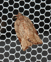 Meritastis ursina