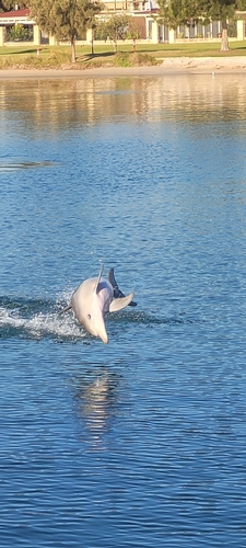 Tursiops truncatus