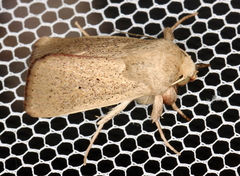 Leucania abdominalis