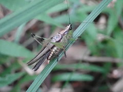 Conocephalus melaenus