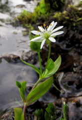 Stellaria crassifolia