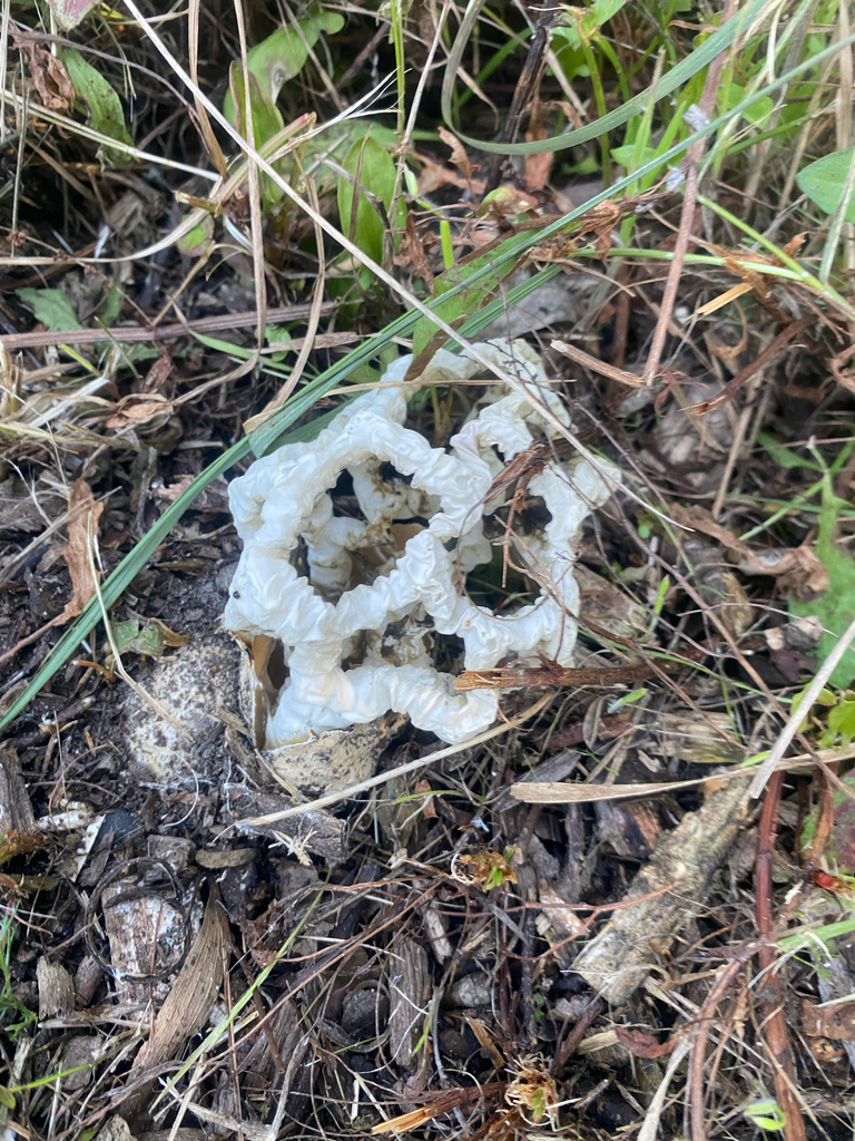 Ileodictyon cibarium · April 2026 · photo: © hannah_whittall (iNaturalist, cc-by)