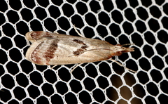 Syntonarcha iriastis