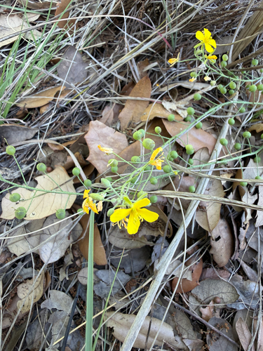 Physaria gordonii, photograph 4