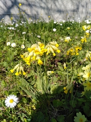 Primula veris veris