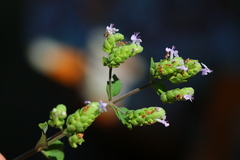 Aeollanthus buchnerianus