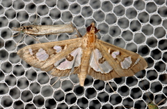 Glyphodes microta