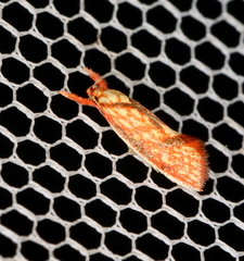 Crepidosceles chryserythra