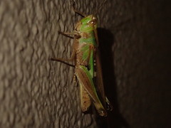 Aiolopus thalassinus tamulus