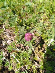 Trifolium pratense pratense