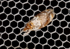 Piloprepes gelidella