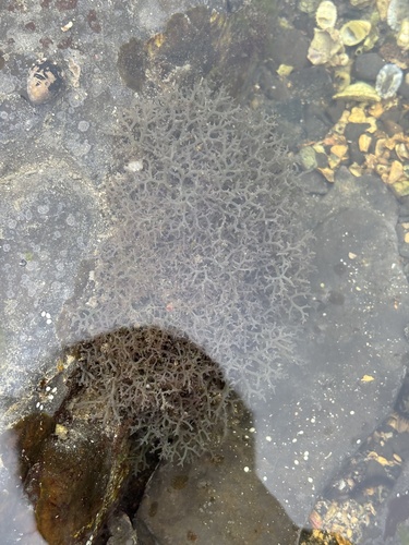 Hypnea pannosa observed 2026-05-03