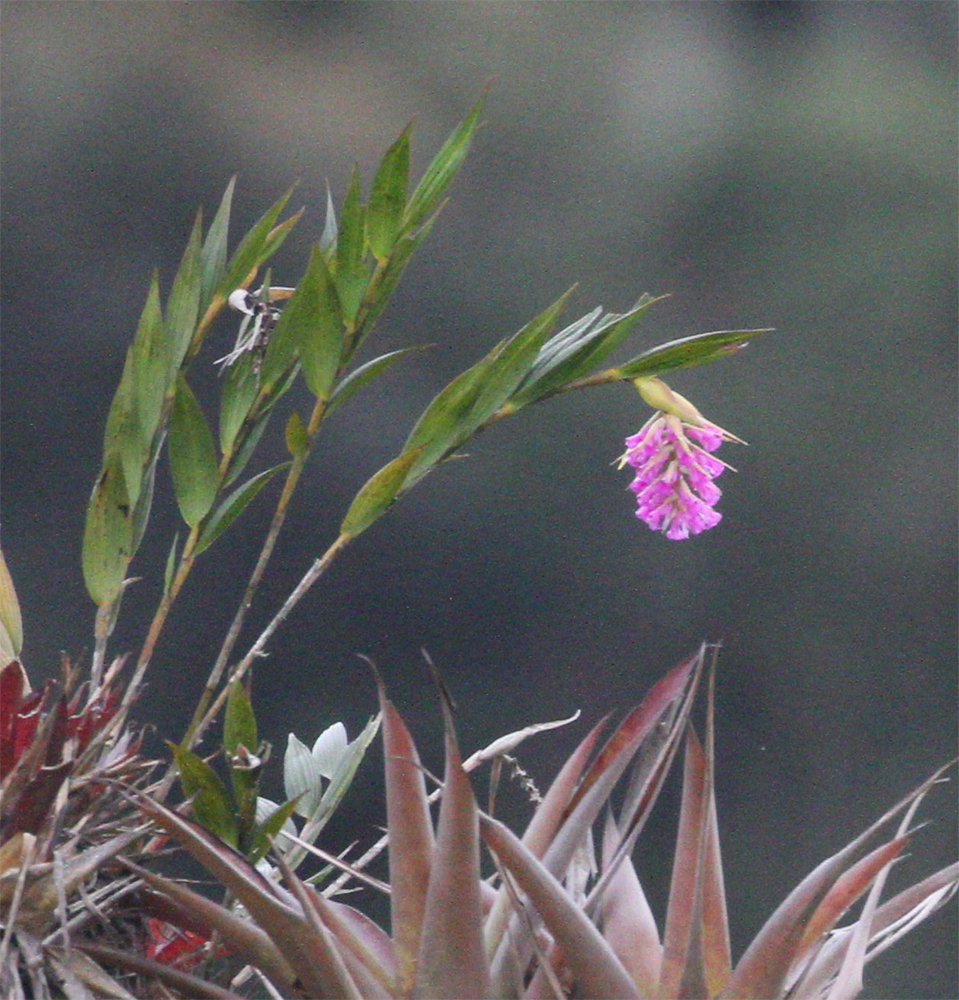 Elleanthus maculatus