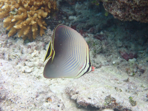 Driehoek-koraalvlinder (Chaetodon triangulum) — Chaetodontidae — 4