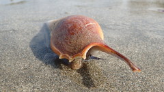 Tibia