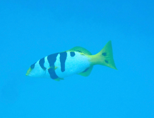 Blacksaddle Coralgrouper — seen at this dive site