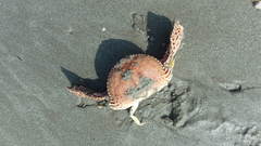 Calappa lophos