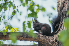 Sciurus vulgaris