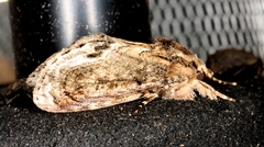 Zalissa catocalina