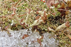 Cladonia subcariosa