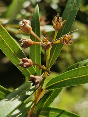 Tristania neriifolia