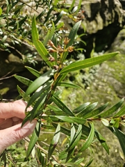 Tristania neriifolia, photograph (c) ronavery, some rights reserved (CC BY)